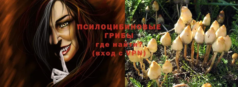 ссылка на мегу ссылки  Амурск  Псилоцибиновые грибы Psilocybe 